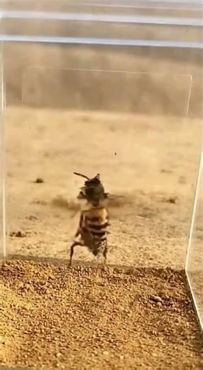 Wasp vs Bee | Tiny Stinger Battle 🐝⚡ Who Wins?