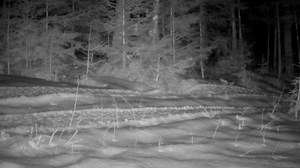 Red fox (Vulpes vulpes fulva) in Maine mate during the winter, with the breeding season spanning January to March, and we see breeding activity at our location in northern Penobscot County January into February. Their gestation period is generally right around 55 days. These clips, captured here last season, is typical of what we see (and hear) from the red foxes when “courting”. The loud “screaming” vocals in the second clip are often incorrectly said to have been made by a fisher, which is a v