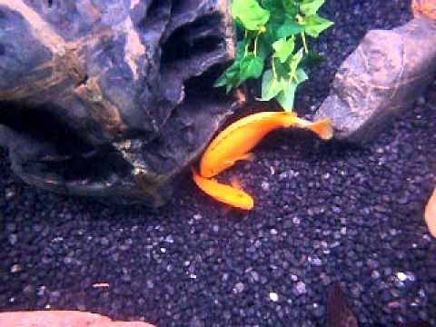 Cross Breeding Cichlids: Red Zebra and Yellow Lab