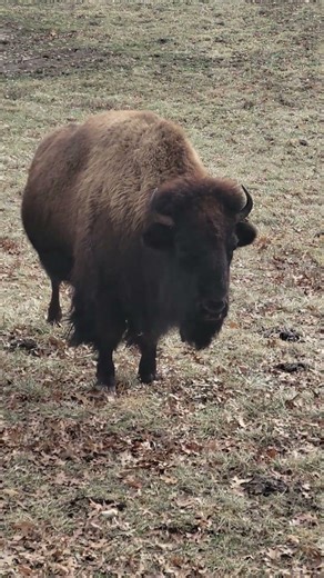 Buffalo strong animals grows up to 1100 pounds