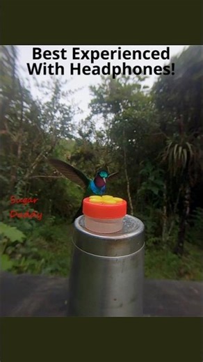 Colorful HUMMINGBIRD DRINKING up close! Purple-throated Sunangel2. Hummingbirds Ecuador