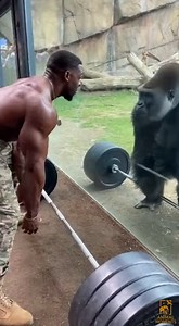 12M views · 118K reactions | Soldier vs Gorilla.轢殺 Two forces. One impossible challenge. Human strength vs animal power. Only one dominates this test.#SoldierVsGorilla #StrengthChallenge #ImpossibleMatch #WhoWins | Animal Moments | Facebook