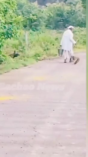 1.1M views · 1.2K reactions | Lion attack lion king #viralreels #reelsindia #reelsvideo #reelsfb #reelsviral #reelsinstagram #viralshorts #reels #video #viral #funny #fun #funnyreels | Top Wildlife Animals | Facebook