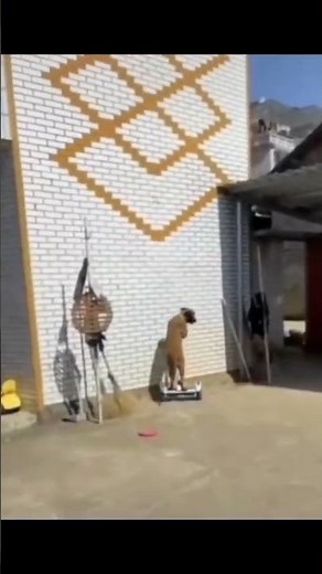 Funny Dog bloopers that will make you laugh