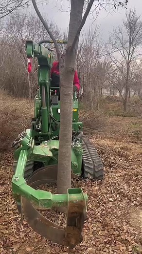 Ideal life on TikTok