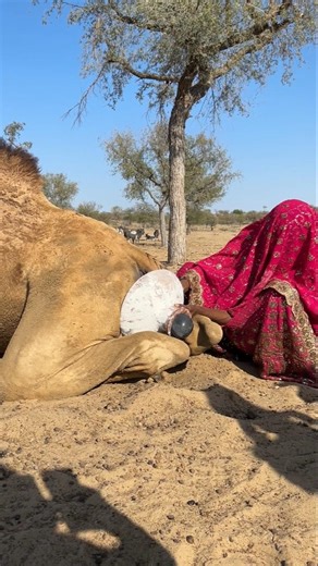 عندما رأت الفتاة الجمل يعاني من ضربة شمس، حاولت مواساته بإخراج جسم أسود من ظهره