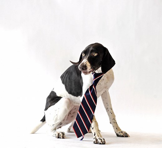 Pet Dermatology in Oakdale and St. Paul, MN | Animal Emergency & Referral Center of Minnesota