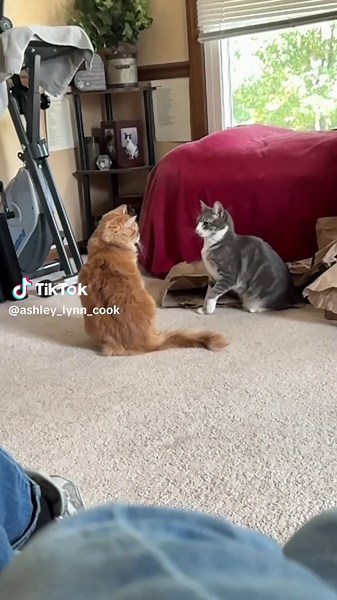 Ashley Cook |-/ (@ashley_lynn_cook)’s videos with original sound - Bad girls club ! 🥳✨