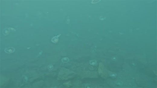 Look at this jellyfish bloom! This was filmed in Smitty's Cove earlier this week by our very own Divemaster Trevor. And we're not jealous at all... Just. Go. Diving. | Dive Alaska