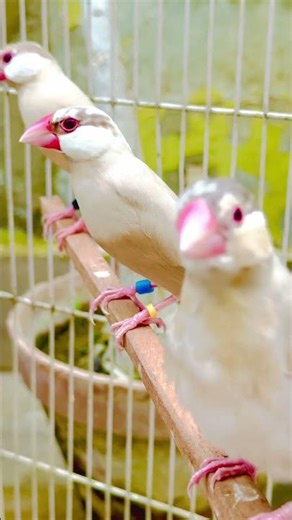 Four Java Birds 🦜🕊️ #shorts #youtubeshorts #fawnjava #javasparrow #birds