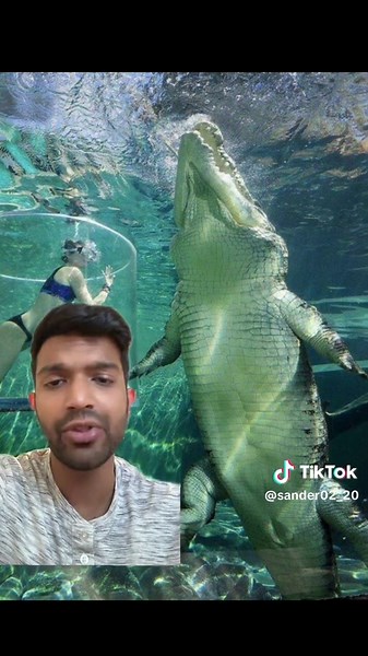 Alligator vs. Crocodile: Key Differences Explained