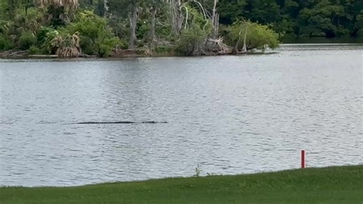 283K views · 2K reactions |  Check this guy swimming around at Hole 13 during the ONEflight Myrtle Beach Classic. This is along "Alligator Alley" at the Dunes Golf and Beach Club. | WMBF News | Facebook
