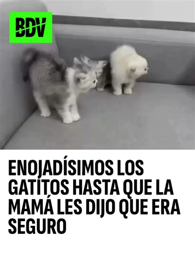 Gatitos asustados hasta que la mamá dijo que era seguro