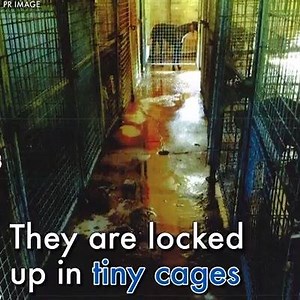 51K views · 422 reactions | Share to save these dogs and make people aware | Woof | Facebook