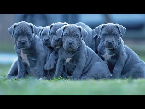 CACHORROS y BEBES DE PERRO CANE CORSO VENTA EN OCTUBRE 2022