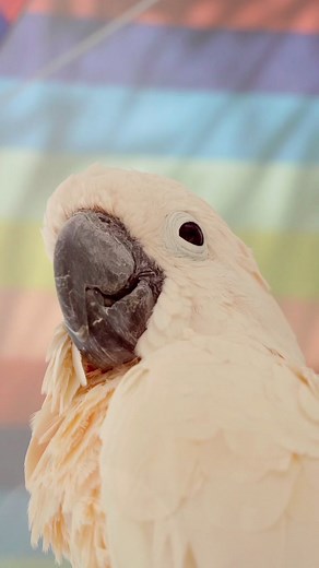 Captivating Cockatoo: Close-Up of a Fluffy Bird