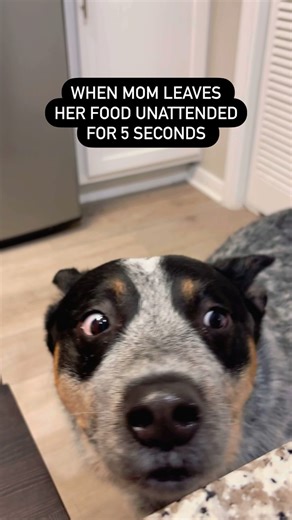 mom got distracted trying to find the tv remote which left me in a difficult position… her meals never have enough protein… but they sure look scrumptious! 😋 Who else gets tempted by their hooman’s food? #doghumor #cattledogs #blueydog #foodmotivated #girldinner | Bruno the Blue Heeler