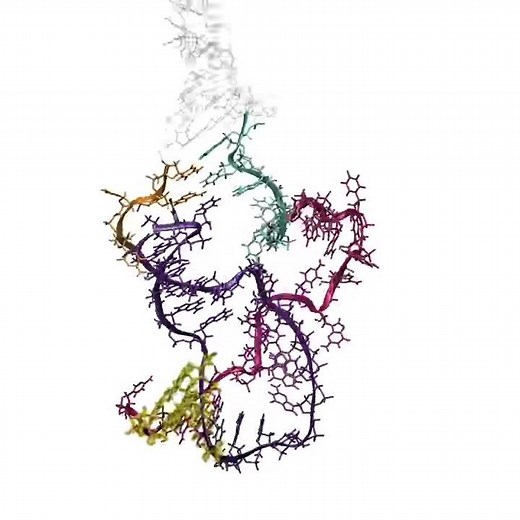 RNA Folding As Its Made by Cellular Machinery