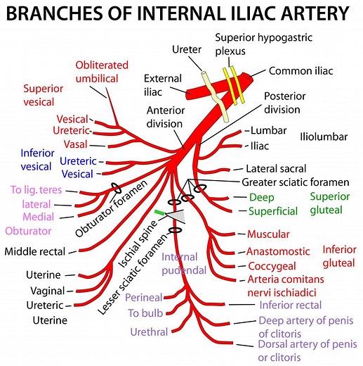 Learn about the Branches of the Internal Iliac Artery, audio version available where you get your podcasts. | Instant Anatomy