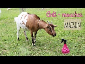 RECETTE ANTI - MOUCHES MAISON