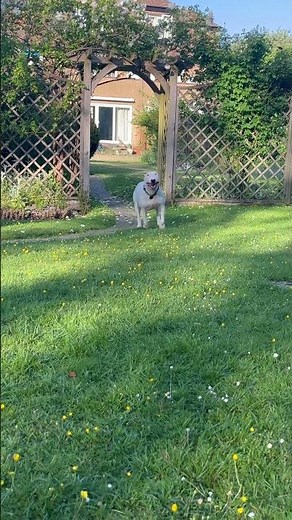 English Bull Terrier running in slow motion