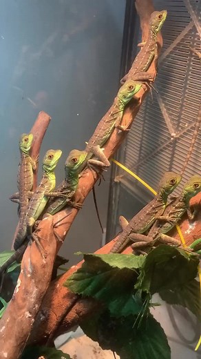 Chameleon Lizards in a Terrarium: A Close-Up Look