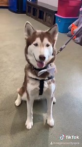 A high school student named Kylie Cocca made bow ties for the shelter dogs to help them get adopted! 💜 | Niagara SPCA