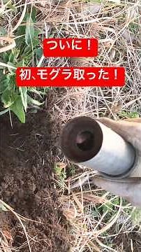 モグラ取ったら、死んでいた！数年の戦いも、何とも言えない後味の悪さだ！#50代 #もぐら #農家のこだわり野菜