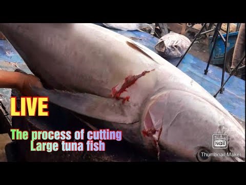 The Process of cutting large tuna fish 