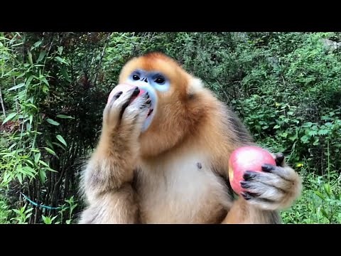 Golden Monkey Eating Apple. Funny Monkey
