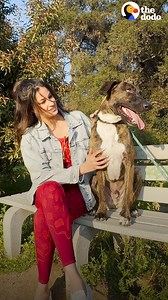 Richa Moorjani goes on a blind date with a 2-year-old shepherd mix who's been waiting for a family his whole life!🌹 | The Dodo