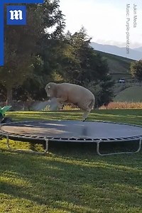This sheep is having the best day of its life! 🐑😂 Via Jukin Media | Daily Mail Video