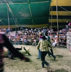 23K views · 88 reactions | Bajo cero VS Ligero de Tepalcingo  Rancho Las Cubatas "Los Toros Exterminadores" vs Palomilla de Jinetes Profesionales Orgullo Morelense del Travieso de Apatlaco 卵亂 Ayer en Tehuitzingo Puebla‼️ Vídeo: Vaqueras | Vaqueras | Facebook