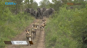 WildEarth has excitingly launched on DSTV and now you can watch the drama of the African Bush unfold on DSTV channel 183. #wildearth #DStv #Multichoice | Wildearth