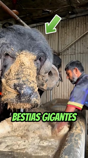 Discover the dairy giants of Bangladesh! 🐃
