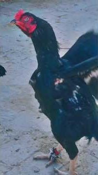 Lasani Aseel Rooster | Pure Pathani Aseel Murgha | Heavy Body Desi Breed Pakistan #shorts