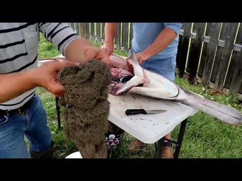 Dismembering or cleaning a caviar paddlefish spoonbill