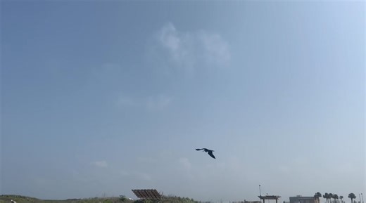 Jimmy the Magnificent Frigatebird was ready to go!! Magnificent Frigatebirds spend most of their life soaring through the sky but come on land to nest. It has been found that they can spend 2 months in the air without touching land or water during migration. As frigatebirds are not waterproof this means they are unable to land during these long flights. Two months in the air is quite some time, when do they sleep?💤 Scientists believe that frigatebirds are able to fly for such long periods of ti