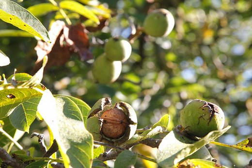 Noyer : Guide complet pour sa plantation et son entretien réussi