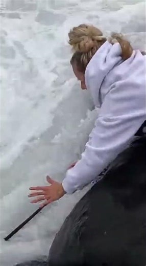 Seal Drags Dog Into Rough Ocean Waves