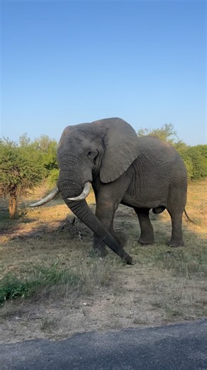 2.8K reactions · 63 shares | Being in the presence of these magnificent animals is such a blessing  Gentle giants 殺 | Jacques Schutte Wildlife | Facebook