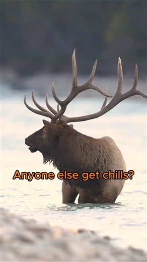 Only a few months until elk season... The calmness of the mountains abruptly interrupted by a monster elk bugle gives me chills. Anyone else? Where are you hunting elk this season? Let me know in the comments. I would love to gauge where everyone is hunting this season. vc: harrycollins #elk #elkhunting #archeryelkhunting #hunting #elkbugle | Yager Ridge