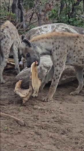 Hyenas Chewing Elephant Bones Powerful Jaws in Action Kruger National Park Safari #wildlife