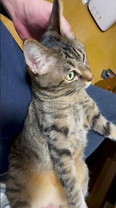 【その②保護猫の膝上での面白い寝相】膝の上でへそ天姿が可愛すぎる～www #保護猫 #猫癒し #甘えん坊猫