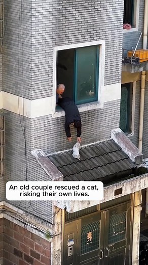 4.3K views · 60 reactions | An old couple rescued a cat, risking their own lives | Meow flix | Facebook