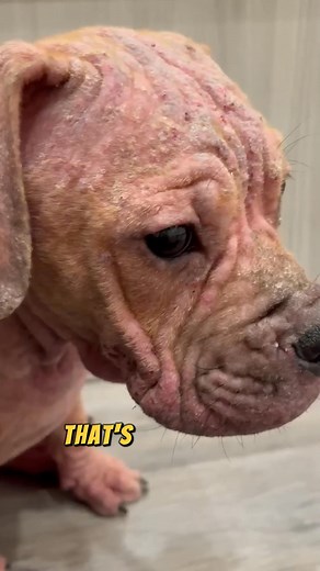 25 reactions · 118 shares | Is your dog's itching driving you crazy? I felt the same with Heidi - constant ear & body itch, unsure if I was bathing too much or using harsh chemicals. But then I discovered her allergies and tried Aniwell's Itch Relief Formula... Now her red patches & paws are finally getting better! Want to know the secret to soothing your furry friend's itchy skin? | Get Aniwell | Facebook