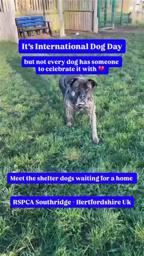 It’s International Dog Day, but here at RSPCA Southridge, many shelter dogs are still waiting patiently for a loving home. They long for a family to call their own, and your kindness can help make that happen. Please share their stories today, your simple act could be the reason they get adopted. Ready to adopt? Visit our website linked in bio to apply. Who stole your heart? Tell us which dog you loved most in the comments! 💖All dogs located at RSPCA Southridge in Hertfordshire Uk#International