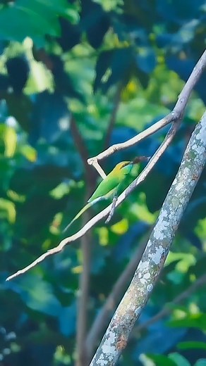 3.1K views · 111 reactions | They are so efficient hunters/ Asian green bee eater/ Location north 24 parganas West Bengal India Lens canon 100 -400 #todaybestphotochallenge #photography #wildlife #viral #trending #trendingreel #reelsviralシfb #newreel #bbc #trendingreelsviral #bbcearth #birds #birdsphotography #nature #naturephotography #birdslover #viral #trendingreelsviral | Wiki Aditi | Facebook