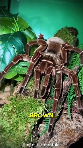 Meet the Goliath Birdeater: One of the Largest Spiders in the World