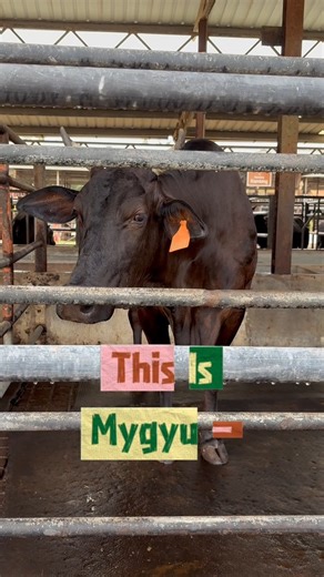 Memperkenalkan, Mygyu (Malaysian Wagyu). Bagi sesiapa nak rasa keenakan, kelembutan & keunikan daging Mygyu, boleh dapatkan dari COLLA MEAT HOUSE #wagyumalaysia #malaysianwagyu #mygyu | Cölla Cattle Farm